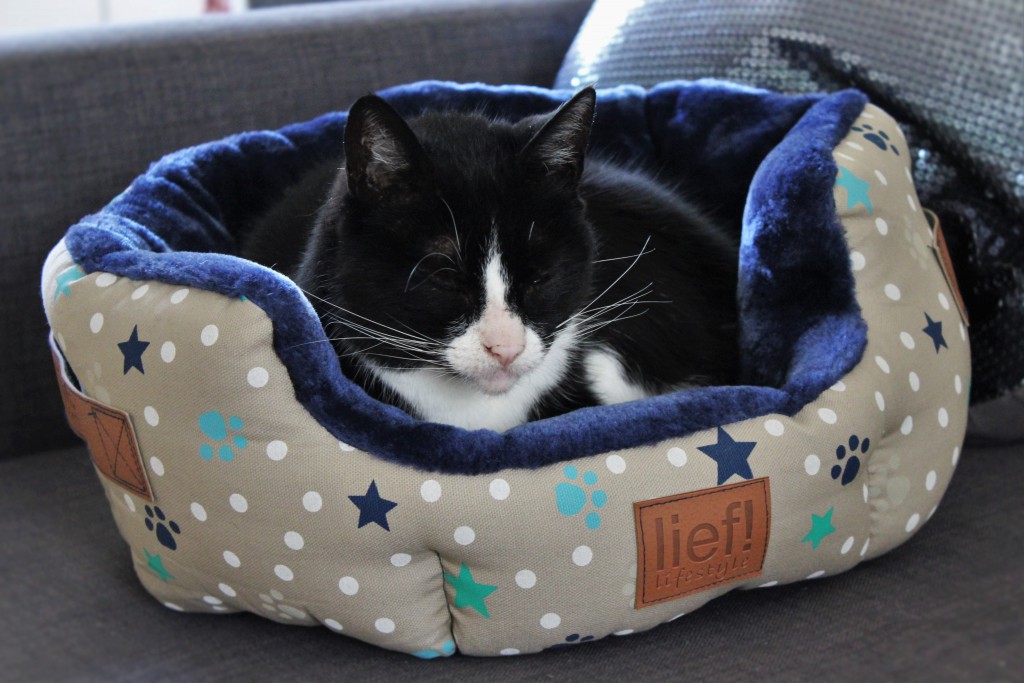Voorwoord Roestig Verlichten Taffie in de spotlight | Nieuwe kattenspullen | MATTE & SHIMMER